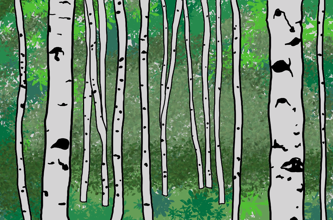 Birch Forest